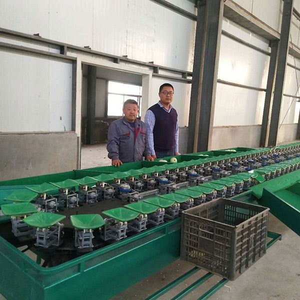 Pomegranate Sorting Machine