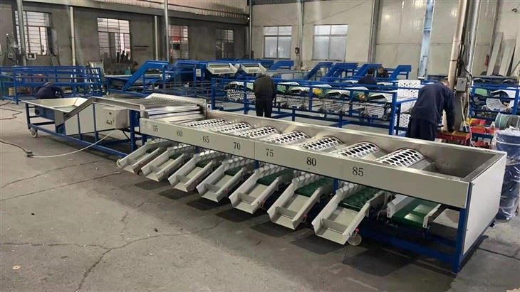Garlic Onion Size Sorting Machine