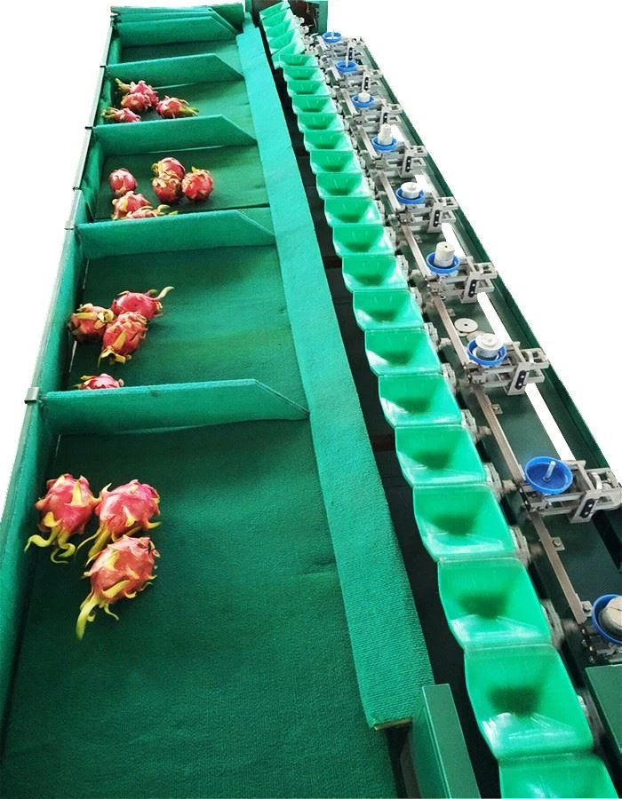Avocado Dragon Fruit Sorting Machine best