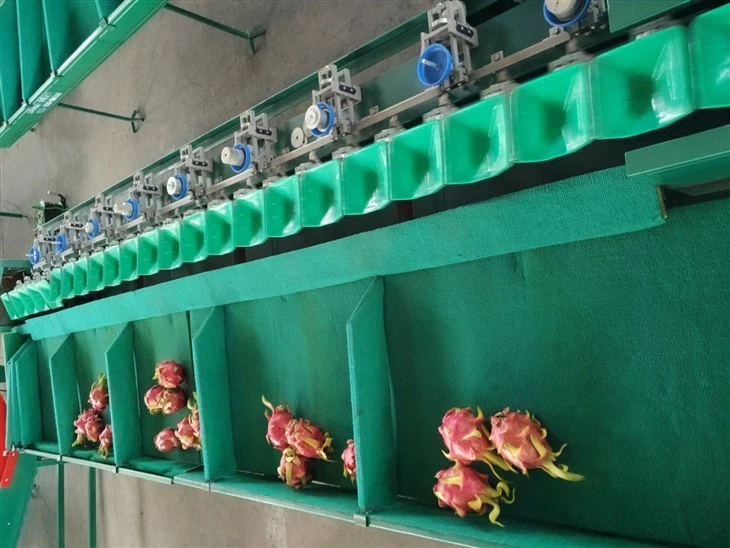 Avocado Dragon Fruit Sorting Machine high quality