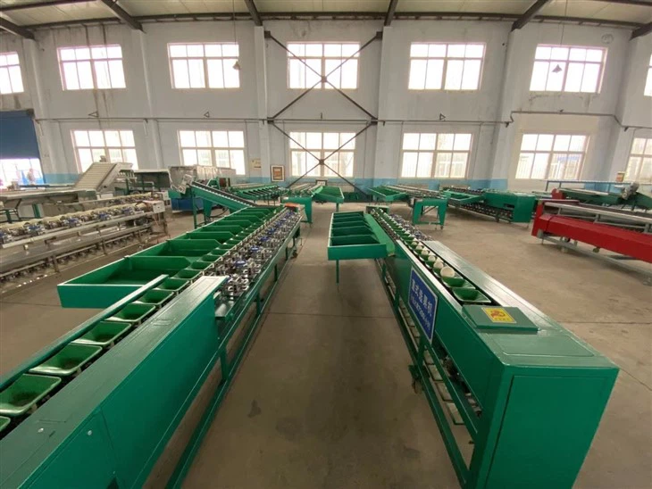Avocado Dragon Fruit Sorting Machine suppliers